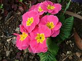 Polyanthus pink 